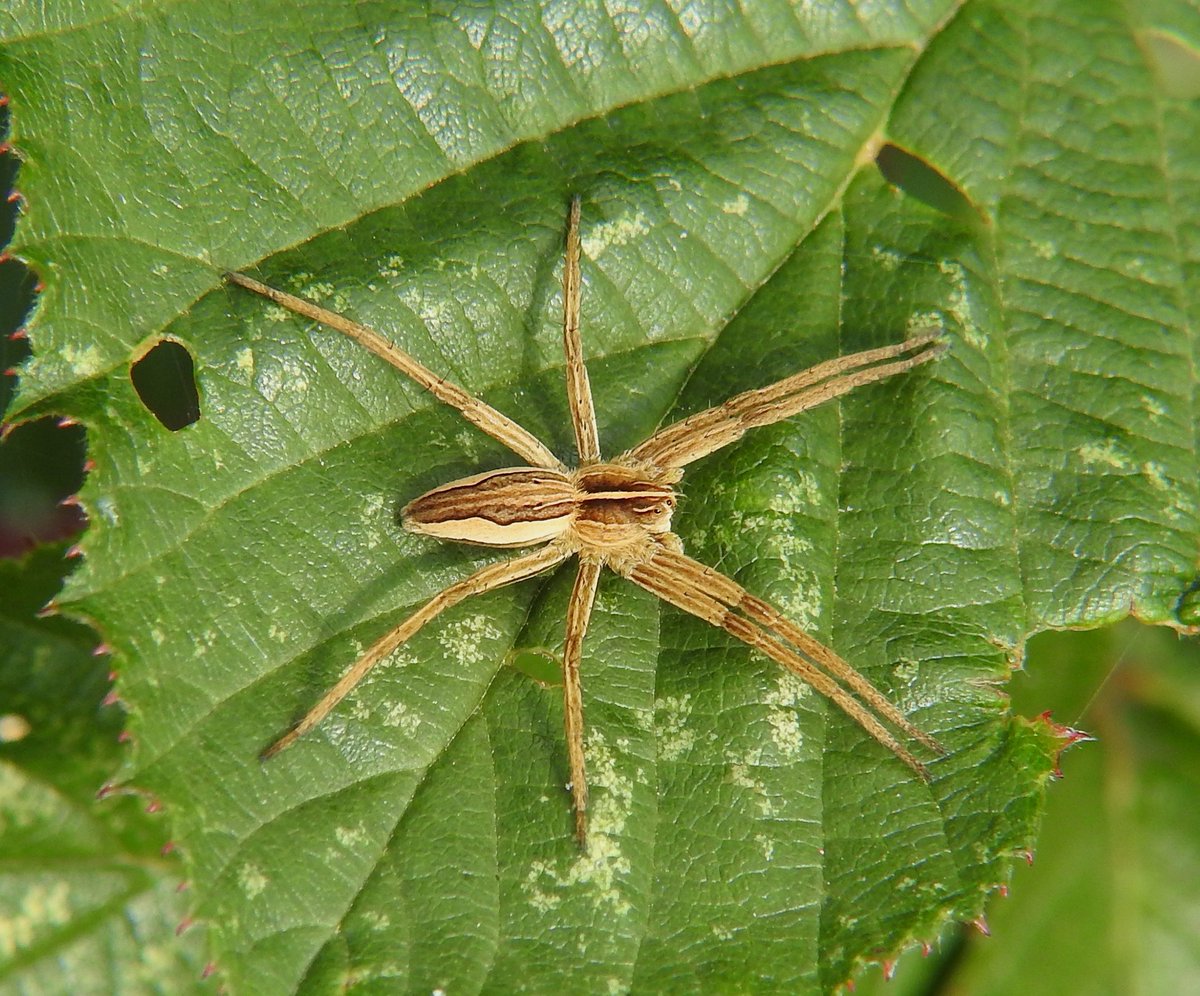 donnamallon222's tweet photo. Nursery Web Spider - One of my favourite Spiders there so Beautiful.
#spiders #gettingclosetonature https://t.co/pqfndg2LVu