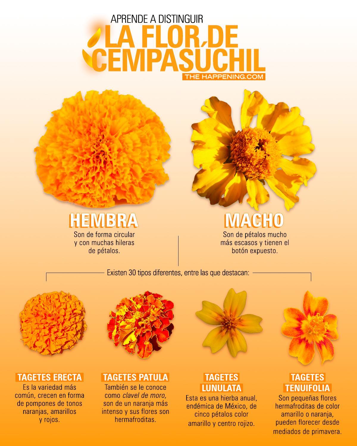 Details 100 tipos de flor de cempasúchil