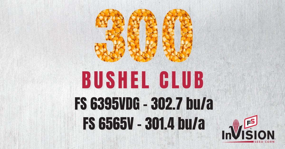 #FSInVISION had two hybrids enter the 300 bushel club in a couple of <a href="/PiattCountyFS/">Piatt County FS</a> plots. 6395VDG came in at 302.7 bu/a and 6565V at 301.4 bu/a.💣bit.ly/2XASyTO  bit.ly/3nntHvw #harvest21