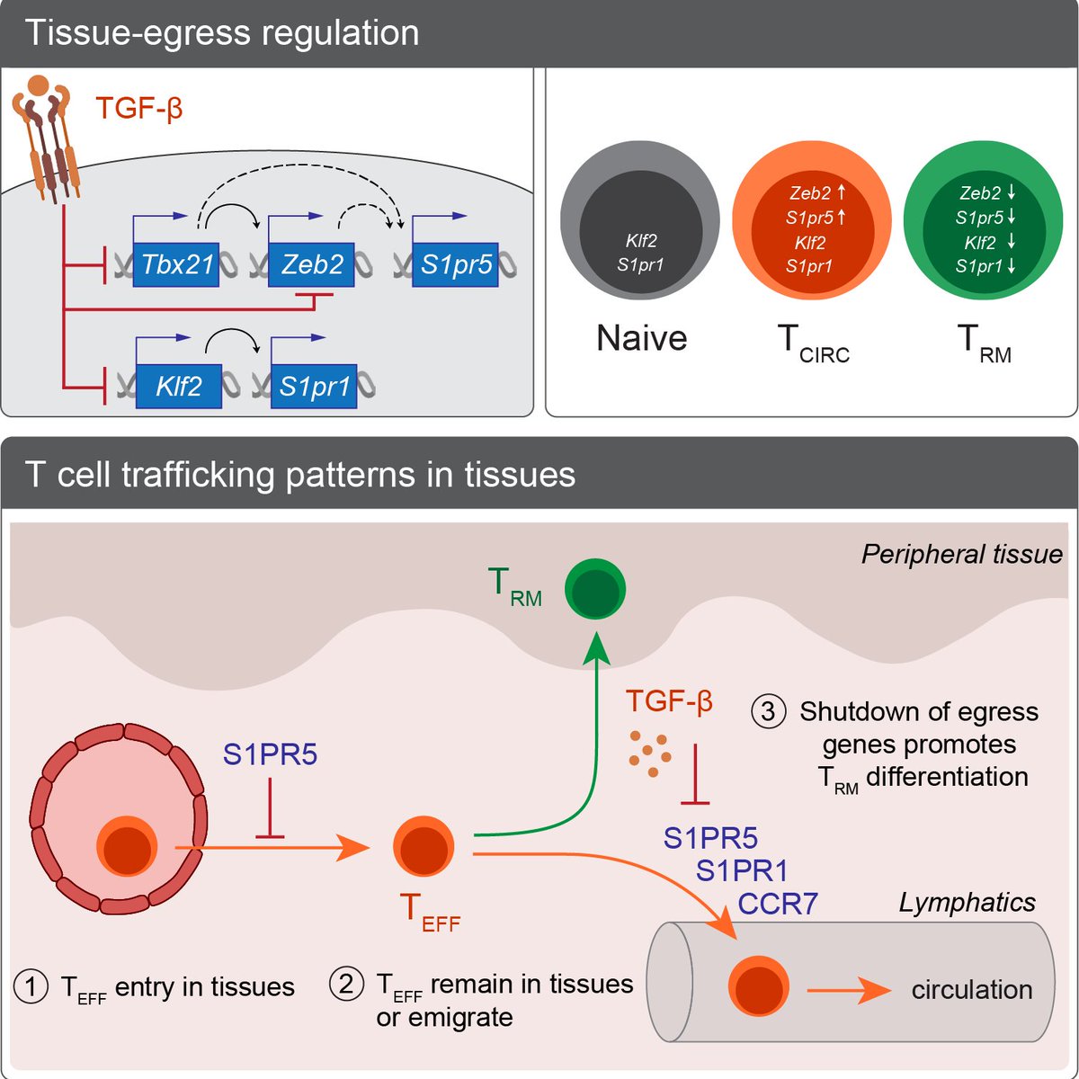 Maximilien Evrard (@maxevrard) on Twitter photo Excited to see our new study out in <a href="/JExpMed/">Journal of Experimental Medicine</a> ! Find out how S1PR5 regulates T cell migration and their differentiation into resident-memory T cells here 👇 bit.ly/3nluiOh
Thank you <a href="/LMackayLab/">Mackay Lab</a>, our amazing #teamTRM <a href="/TheDohertyInst/">Doherty Institute</a> and all co-authors! Excited to see our new study out in <a href="/JExpMed/">Journal of Experimental Medicine</a> ! Find out how S1PR5 regulates T cell migration and their differentiation into resident-memory T cells here 👇 bit.ly/3nluiOh
Thank you <a href="/LMackayLab/">Mackay Lab</a>, our amazing #teamTRM <a href="/TheDohertyInst/">Doherty Institute</a> and all co-authors!