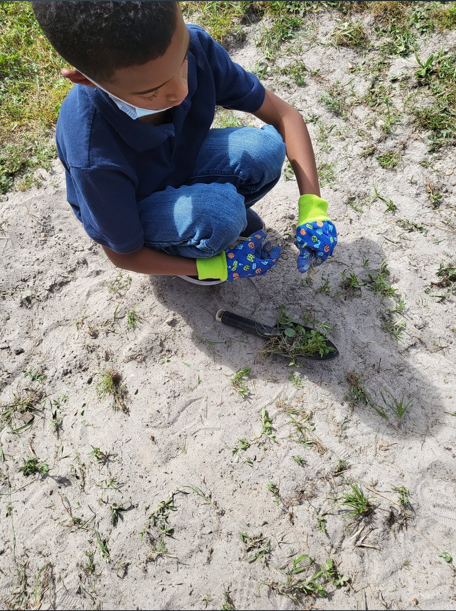 Rocks4th's tweet photo. The worst part of gardening is the weeding, but it has to get done to prepare for the fall plant. 
@Crestwood2021 
@WeAreHAEST https://t.co/icL5PenArY