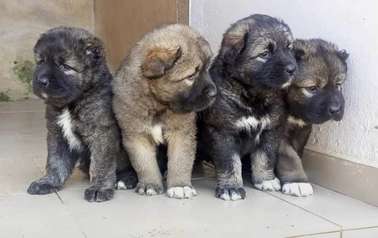 being_ade's tweet photo. Sweeeet boys😍
Breed - Caucasian 
Sex - Males
Age - 7 weeks 
Price - 150k only!
Location - Jos(Nationwide waybill)
Send a DM/WhatsApp 08096031515
Kindly RT❤️ https://t.co/AsI8ciPiC4