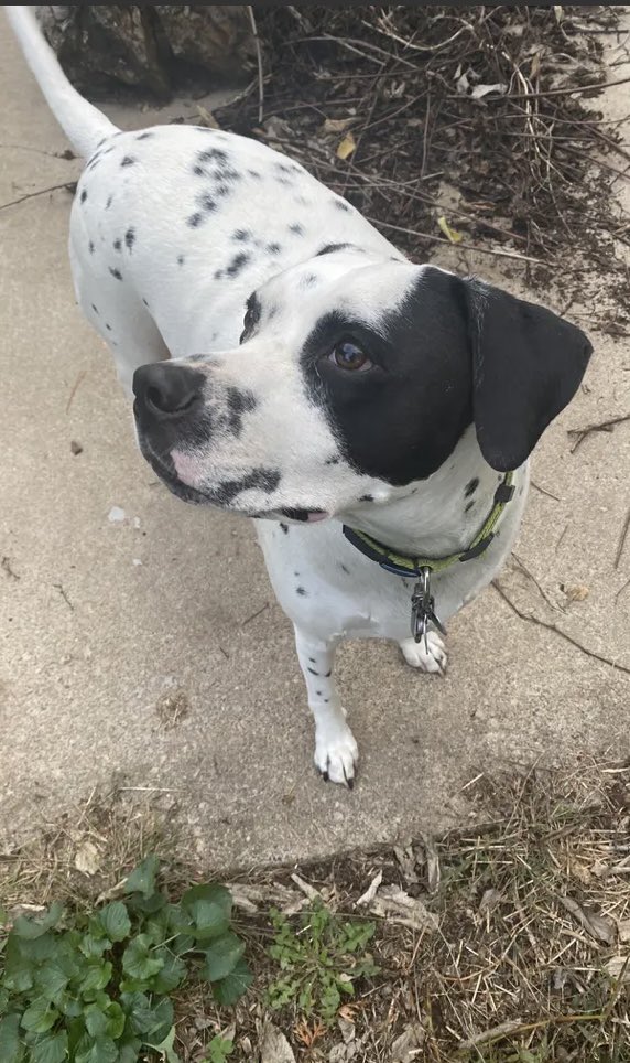 MelindaHoward4's tweet photo. Chester and the babysitter are having fun!!!🥰 #Chester #Babysitter #housesitting #RoverDotCom https://t.co/BqFTszYbn9