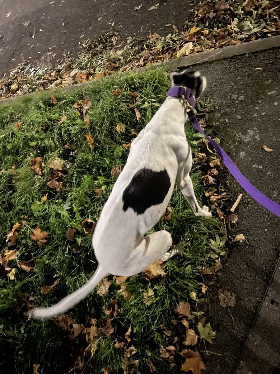 GreyhoundMaisie's tweet photo. Do you mind dad..!! 💩 https://t.co/w9WQxZjtYE