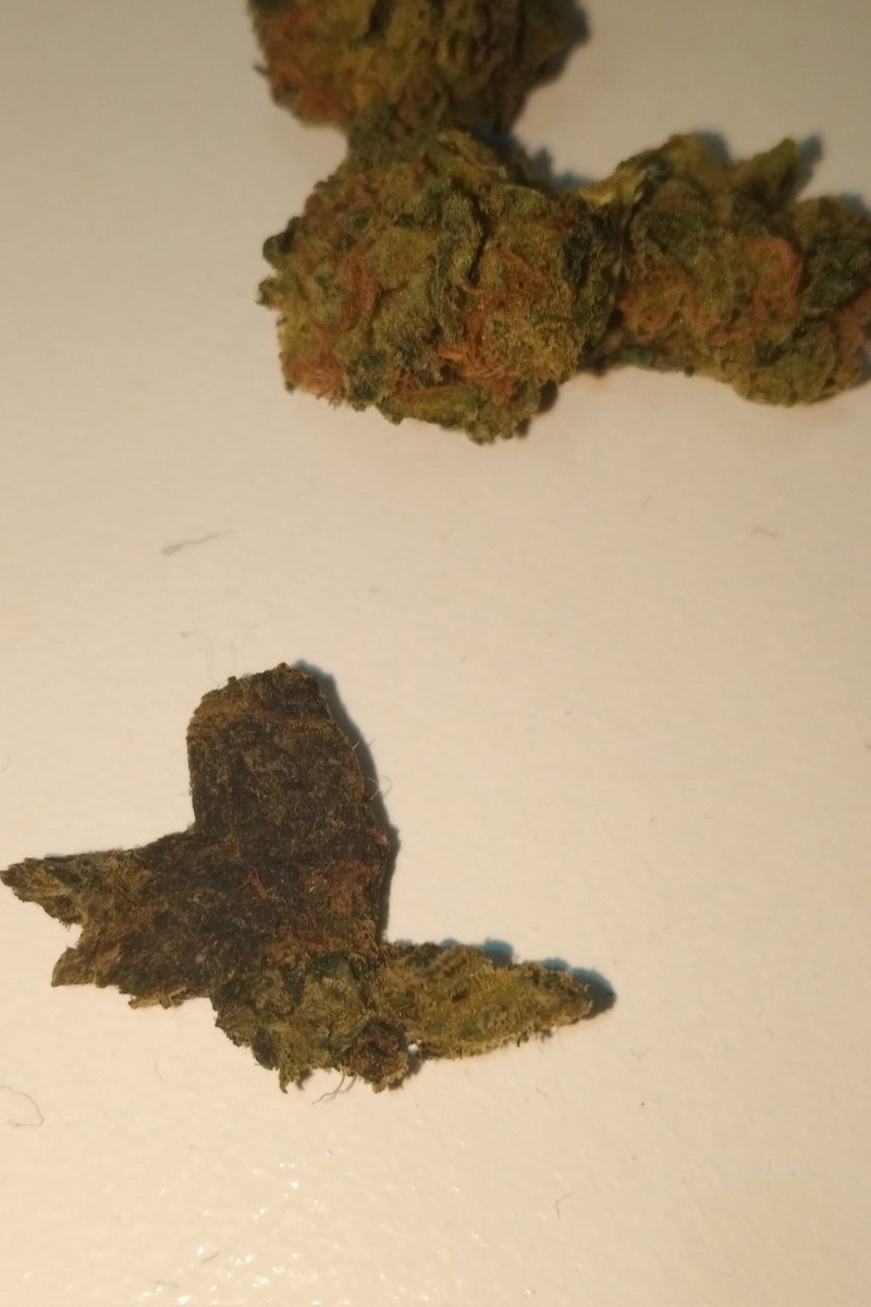 GrowTreesBC's tweet photo. And WTF is this ????? https://t.co/wQNqFBwUcO