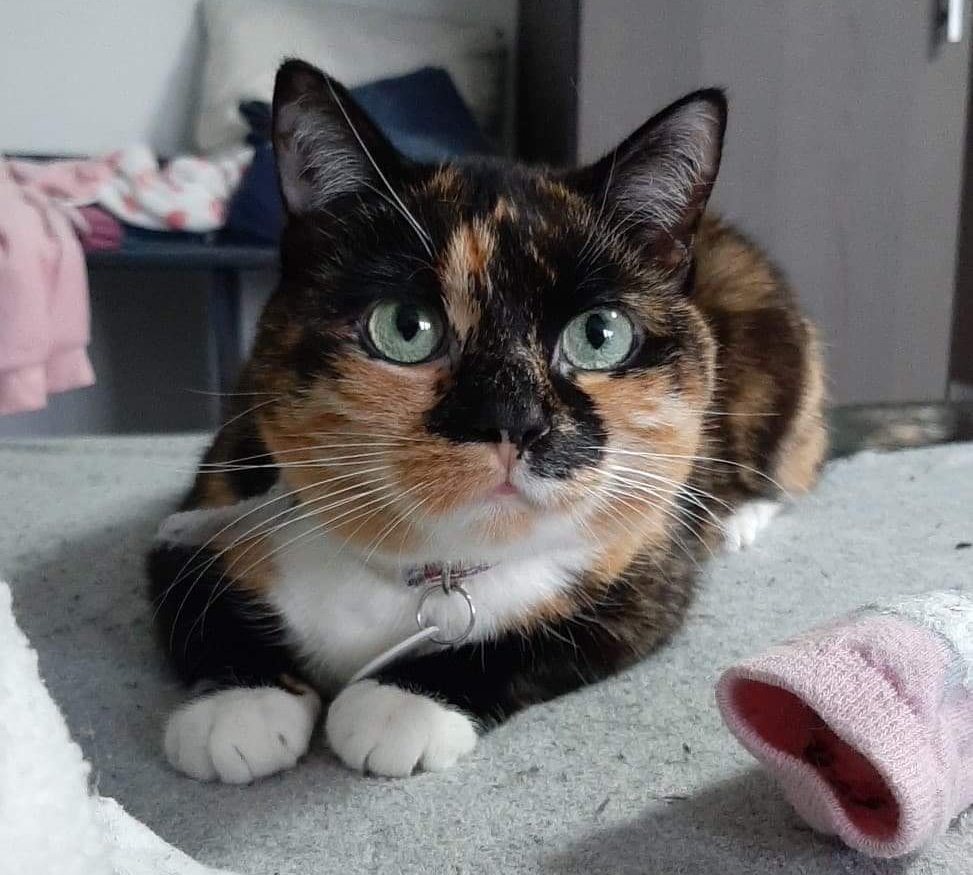 1nktear's tweet photo. @scarpyro Voici dans l'ordre, Oslo, Éclipse, Minuit et Salem. Tous parfaits de leur propre façons, nos bébés adorés 🥰
J'espère qu'ils pourront t'être une belle source d'inspiration 💕 https://t.co/Q4yiDOR8jN
