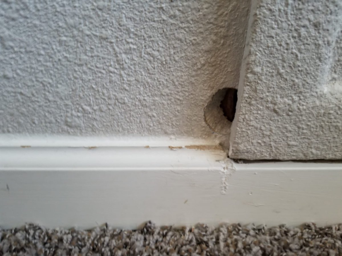 WhitmorePestCtr's tweet photo. Which #pest do you think made this hole? https://t.co/6Psv9vxhLa