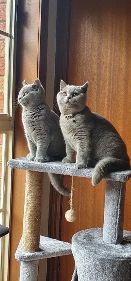 cutestpetsofaus's tweet photo. Hi furriends, weβre Luna π& Pepper πΆ, almost 7 month old British Shorthair sibling kittens from Melbourne π¦πΊ.
#cutestpetsofaustralia #CatsOfTwitter #catsofinstagram #pet #pets #australia #cutepets #cat #cats #melbourne #victoria #melbournecats #catsofmelbourne #caturday #cute https://t.co/0P7Bi662ll