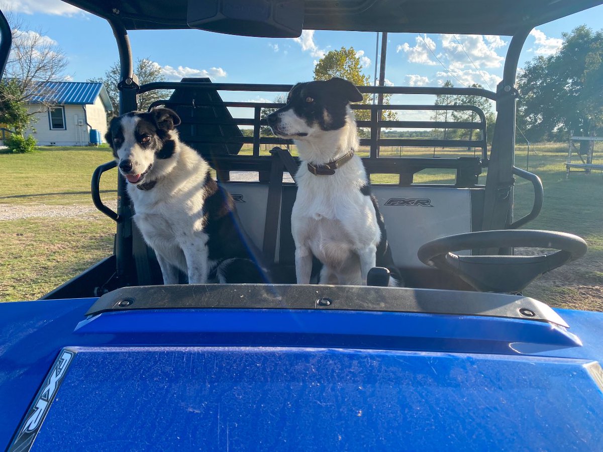 AZStockDogs tweet picture
