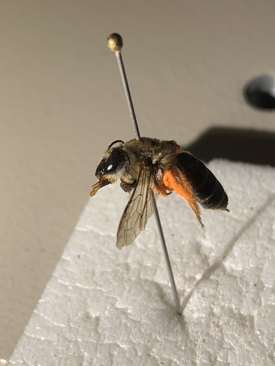 BeeBabette's tweet photo. Check out that #pollen ! The bright #orange of #AustralianNative #Fabaceae . This is a female Trichocolletes #AustralianNativeBee and this genus specialises on Fabaceae 

#OzPollinators #biodiversity #oligolectic #specialist #Entomology #BeeBabette https://t.co/moOprkZaRk