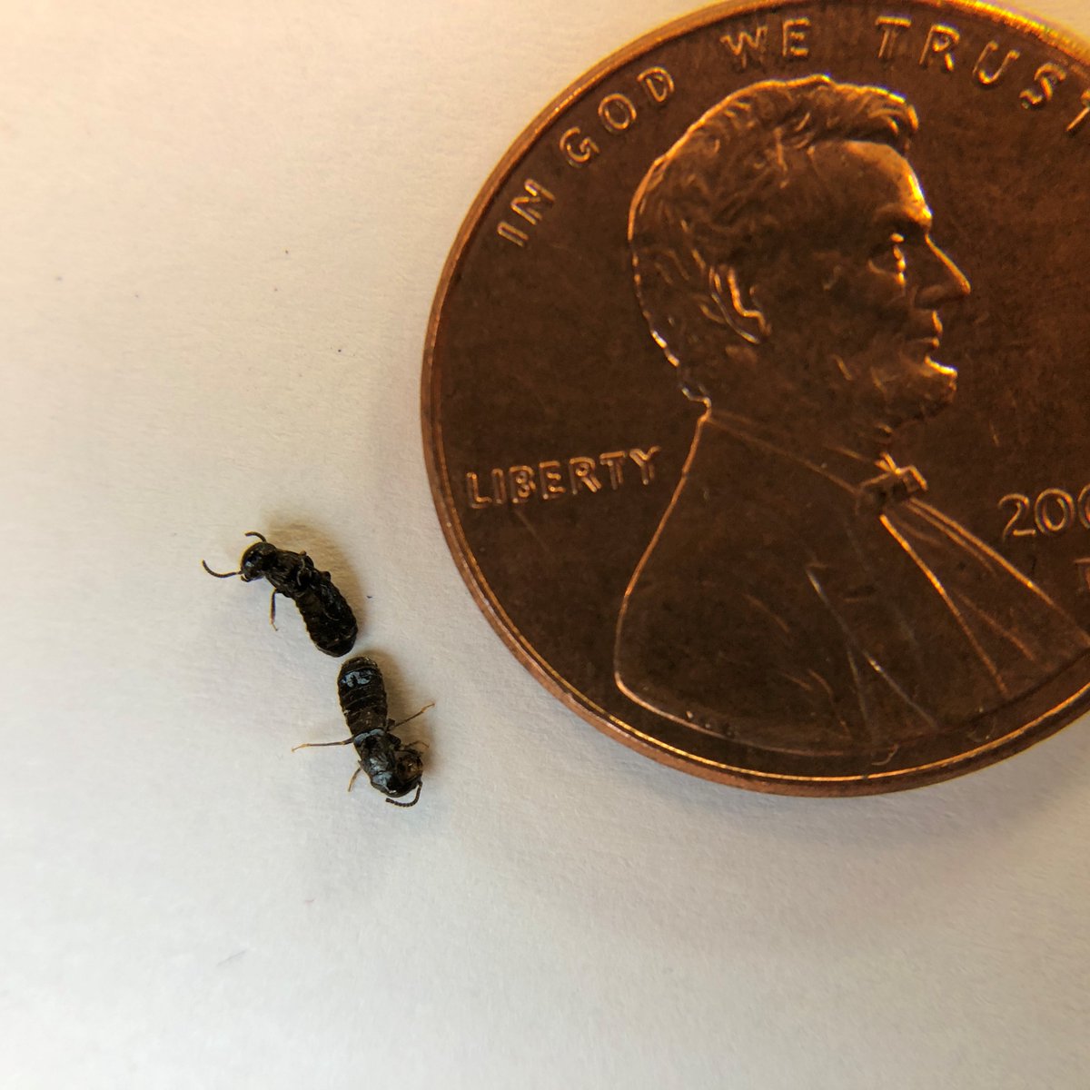 Are you noticing small dark, ant-like insects?🐜🐜 Those are subterranean termites, which often emerge right after the season's first rains. Termites can be destructive to homes, but not every termite sighting means you have an infestation.

More info: smcmvcd.org/termites