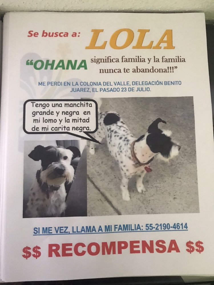 marthapauescobedo@gmail.com (@marthapauescob2) on Twitter photo LOLA, hembra, mestiza, esterilizada, 6 años, manchas negras: extraviada 23.07.2021 CDMX Benito Juárez, Del Valle. SE OFRECE RECOMPENSA 5Mil MXN y tratamiento dental a quien proporcione INFORMACIÓN REAL de ella. <a href="/veronicaEM1502/">Veronica Escobedo</a> <a href="/ChetinVeronica/">Veronica Escobedo</a> <a href="/pildorin/">Adriana Niño de Rivera 🇺🇦🕊️☮️💙💛</a> LOLA, hembra, mestiza, esterilizada, 6 años, manchas negras: extraviada 23.07.2021 CDMX Benito Juárez, Del Valle. SE OFRECE RECOMPENSA 5Mil MXN y tratamiento dental a quien proporcione INFORMACIÓN REAL de ella. <a href="/veronicaEM1502/">Veronica Escobedo</a> <a href="/ChetinVeronica/">Veronica Escobedo</a> <a href="/pildorin/">Adriana Niño de Rivera 🇺🇦🕊️☮️💙💛</a>