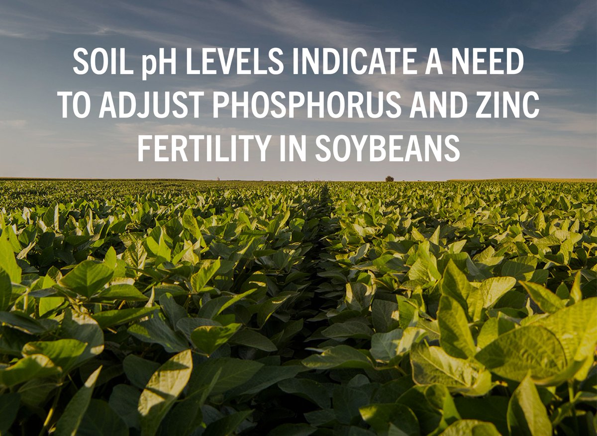 Crop_Nutrition's tweet photo. Raising a productive crop depends on the nutrients a plant is able to access during its life cycle. One factor that influences the availability of nutrients is the soil’s pH. Discover more about how pH levels can affect your soil health here: https://t.co/qqhxXWFxeY https://t.co/co3C0D4VJU