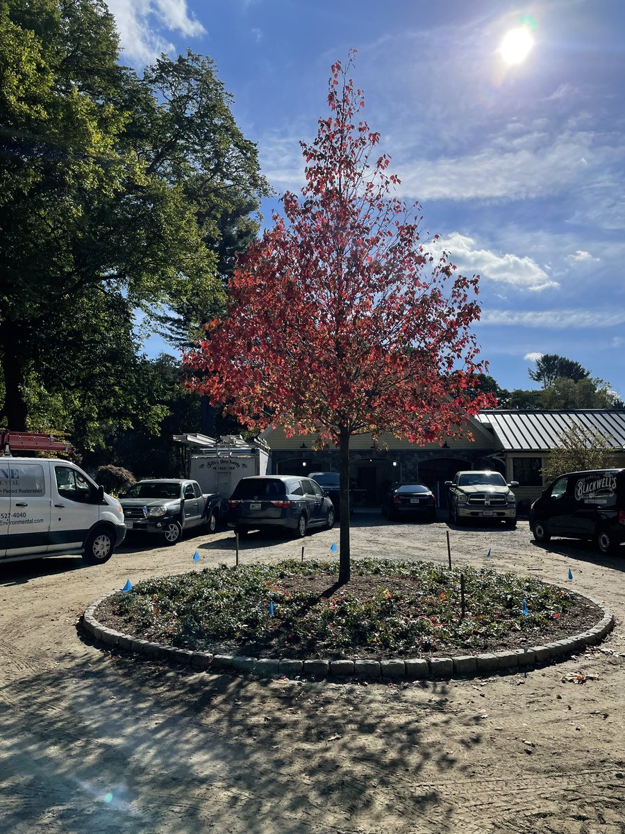 KandR_Landscape's tweet photo. We planted a large Acer Rubrum (red maple) about a month ago and now it’s showing off it’s color. We have been real busy installing cobblestones as a boarder for the center island and driveway along with a brick walk #acerrubrum #fallinnewengland #cobblestone #kandrlandscape https://t.co/Q30XljuPj5