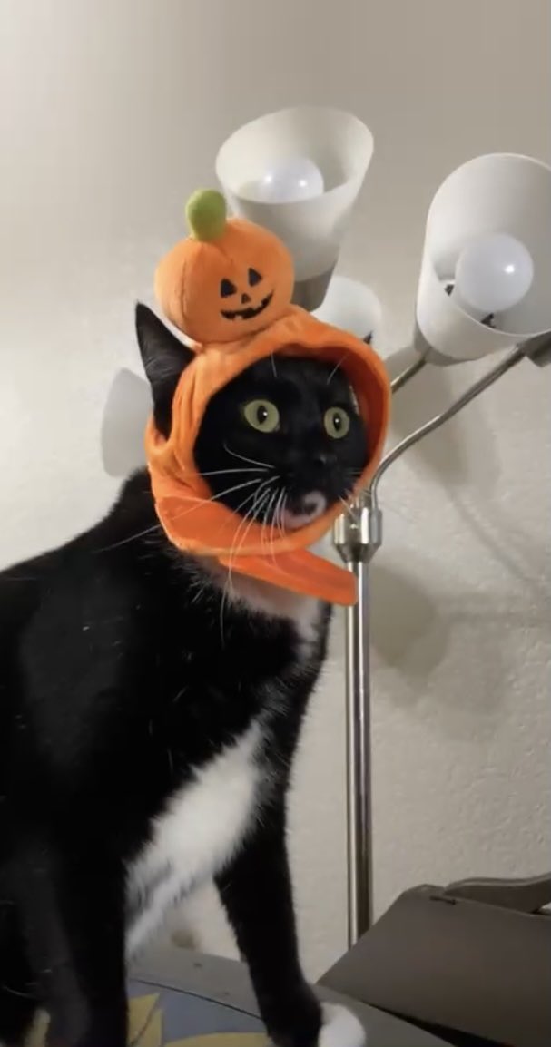 AdventuresLilo's tweet photo. Halloween is my season #liloadventures #halloween #spookykitty https://t.co/Tb8A5uSSBI