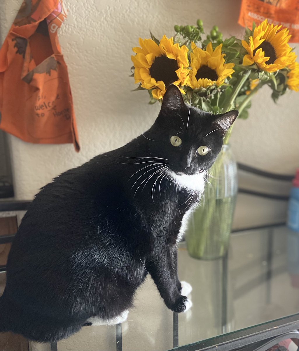 AdventuresLilo's tweet photo. Halloween is my season #liloadventures #halloween #spookykitty https://t.co/Tb8A5uSSBI