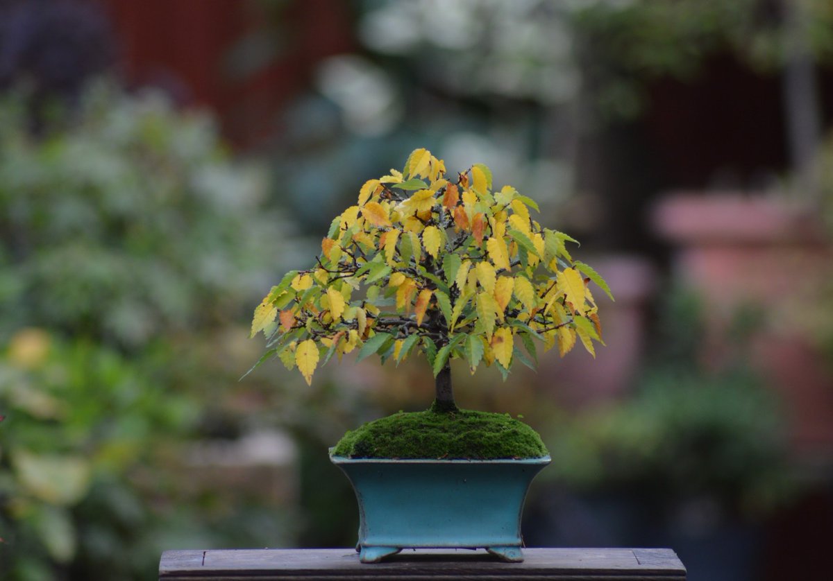 Shek_Bonsai's tweet photo. Zelkova serrata  欅 (ケヤキ) https://t.co/Tg1WvO50LU