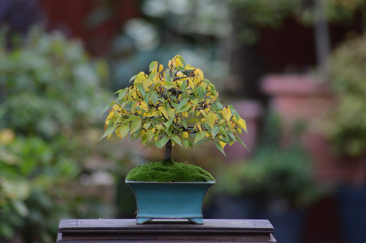 Shek_Bonsai's tweet photo. Zelkova serrata  欅 (ケヤキ) https://t.co/Tg1WvO50LU