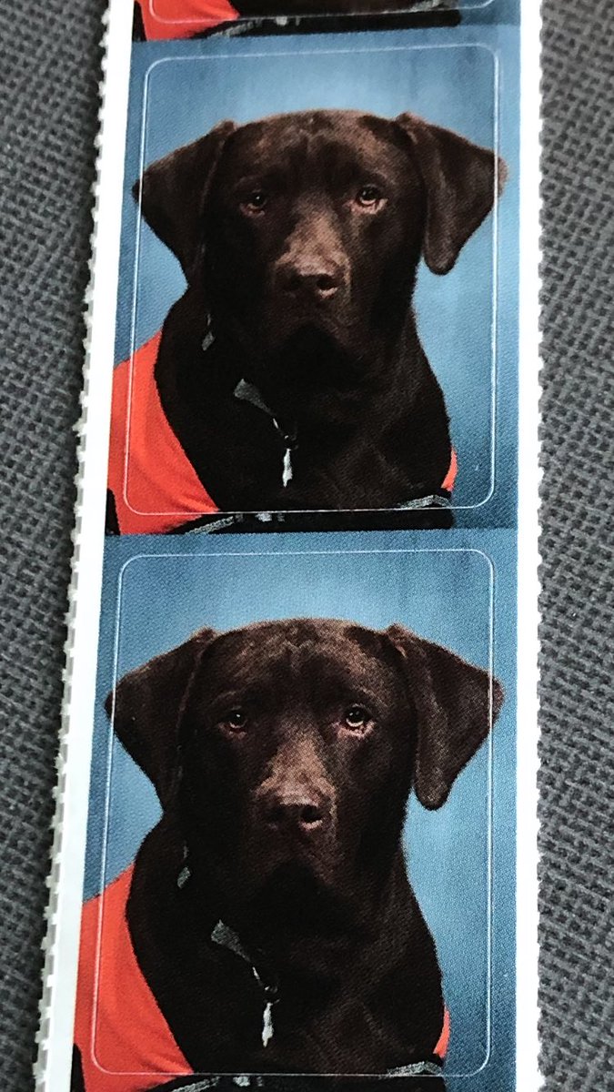 My yearbook pictures came in! I’m the star of the show 🤩

<a href="/WlcsdD/">WLCSD Therapy Dogs</a> <a href="/JulieAmann5/">Julie A Amann</a> <a href="/WLETigers/">Walled Lake El</a> <a href="/WalledLkSchools/">Walled Lake Schools</a>