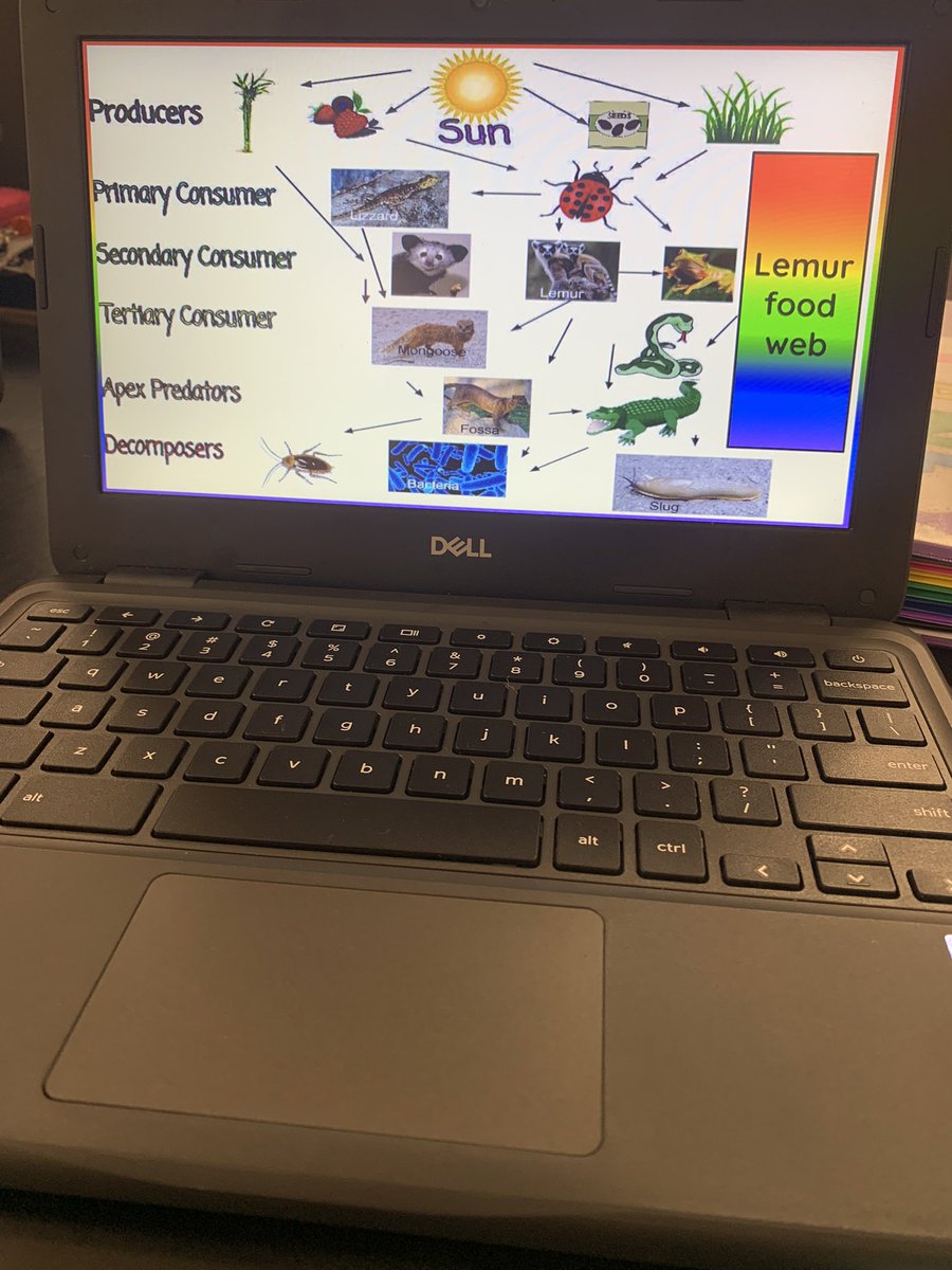 Presented our projects today on how ecosystems would be affected if an endangered species went extinct. Love seeing how creative my students are!