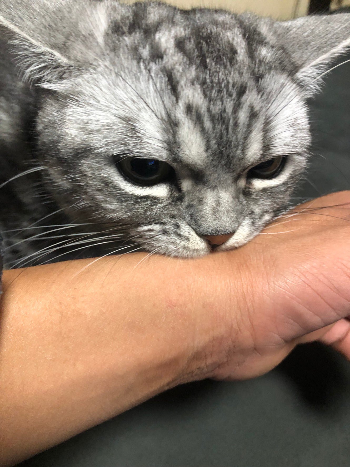 壱 昨日兄さんから届いたブサイクな猫ちゃんみて癒される T Co Fh8gbwhifj Twitter