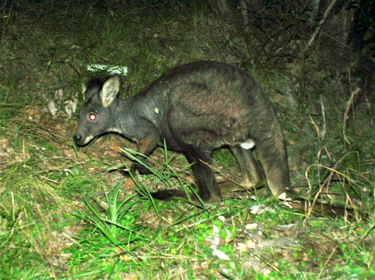 Let's make #PilligaForest heritage listed or a #BiosphereReserve #SavethePilliga _ Home to six macropods!