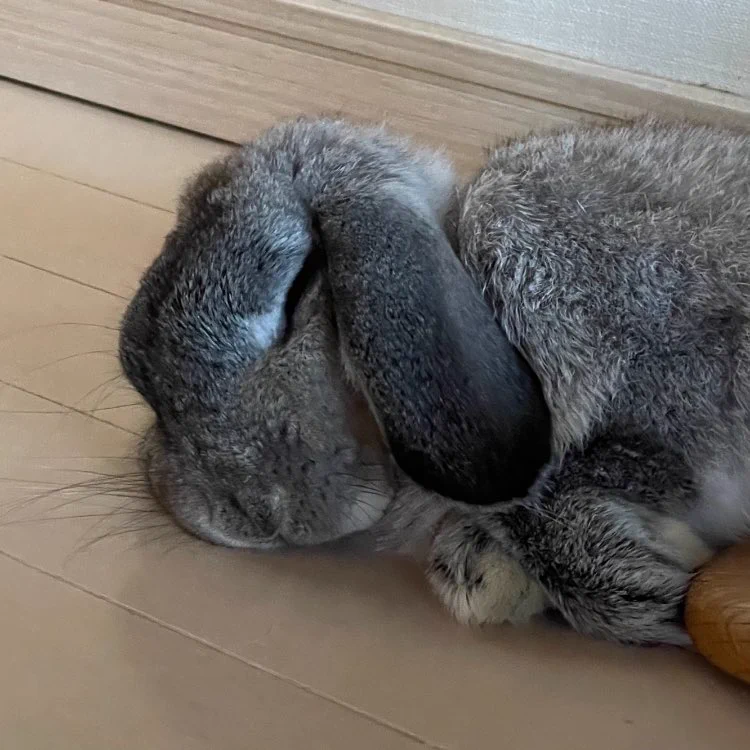 @hw11d 私もうさぎ飼っているので毛玉をリーゼントに親近感湧きましたw 