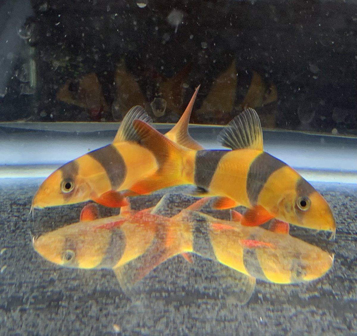 小さな熱帯魚の店 レインボー 小虹 の人たち Tfrainbow Twitter 小さな熱帯魚の店 レインボー 小虹 の人たち Tfrainbow Twitter