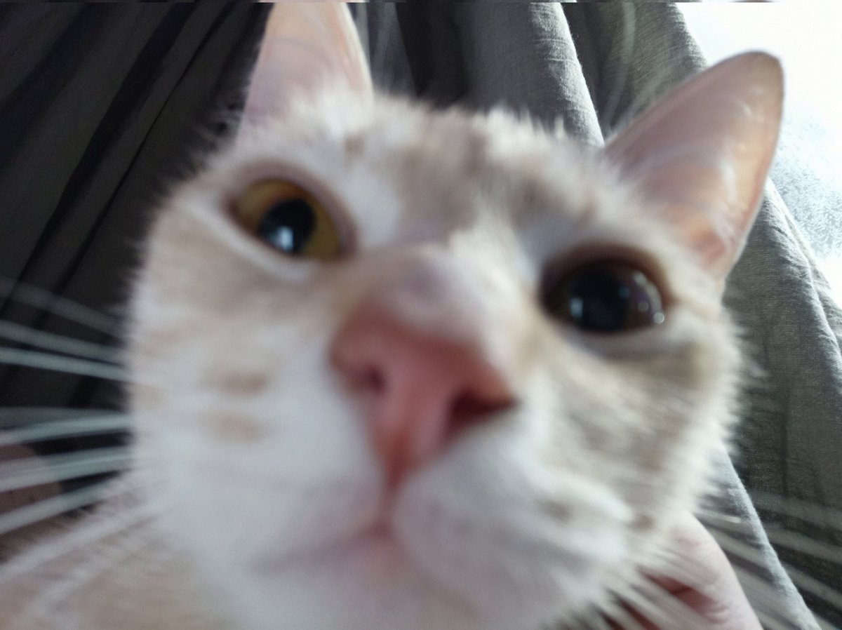 Fotos de mi gato que nadie pidió pero posteo igual ꒰⑅ᵕ༚ᵕ꒱˖♡ 𝕲𝖔-𝖙𝖍𝖎𝖈𝖈