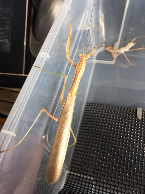 緑と茶のハーフ 金色くん
かわいい 