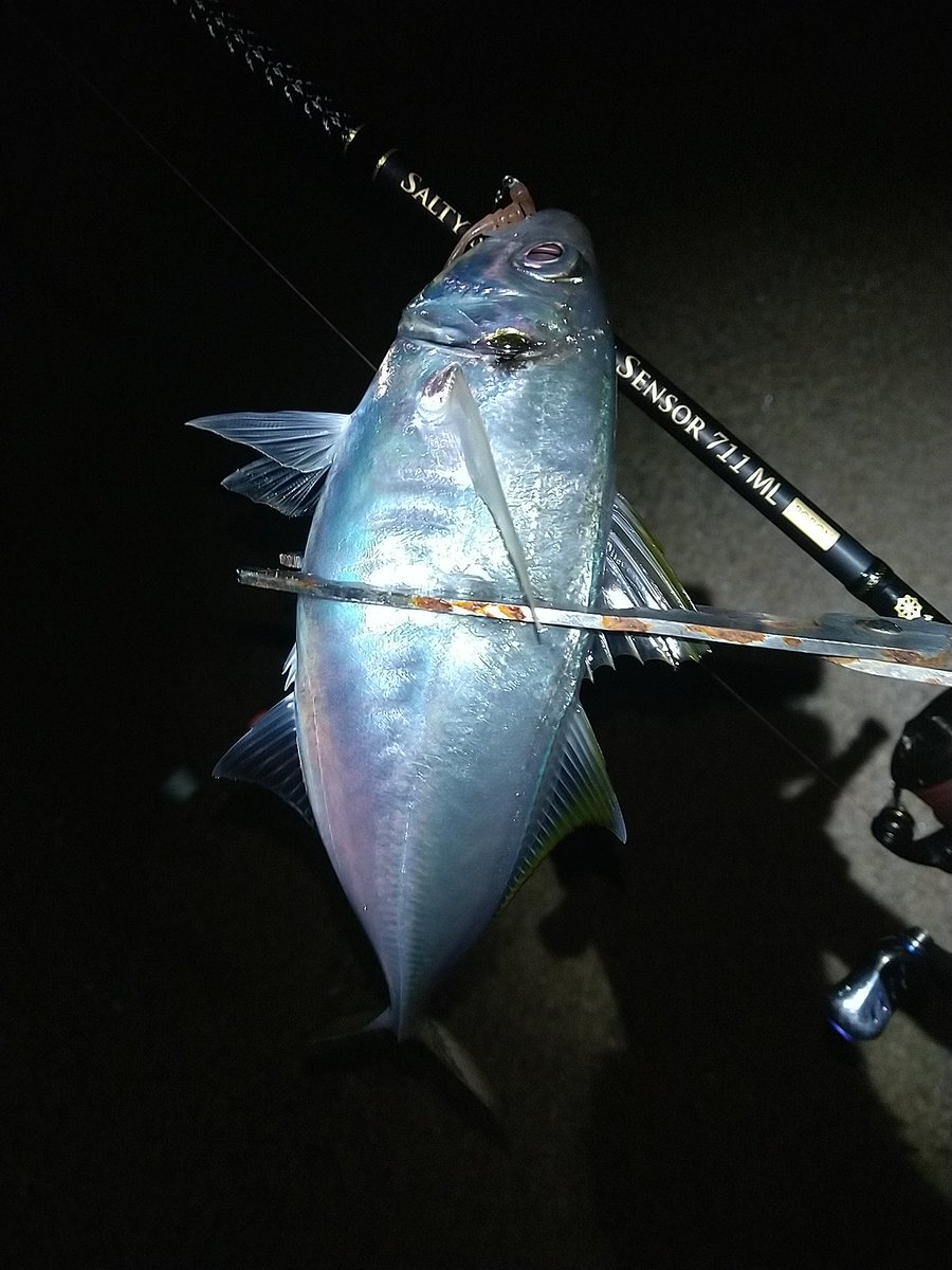 淡路島アジング