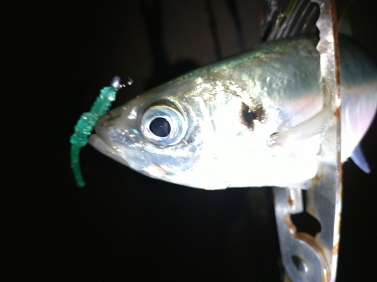 淡路島アジング