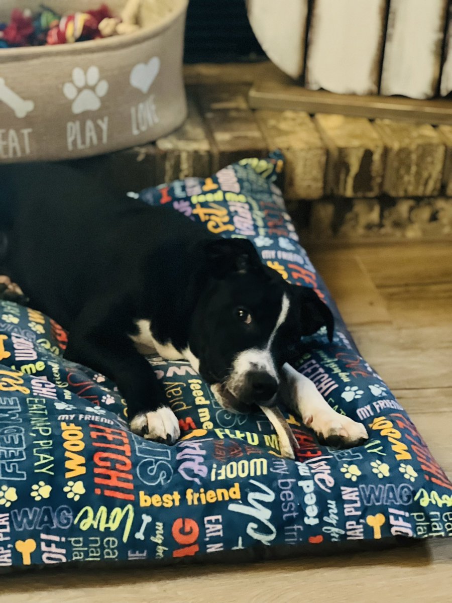MelissaSHunt's tweet photo. Today we worked on potty training (and knock on wood so far no accidents today) and walking on a leash (the world is so scary). If you’re interested in meeting Wallace, fill out an application at https://t.co/cjr0TrFcGv #adoptwallace #handsomepup https://t.co/UeQiiEToC9