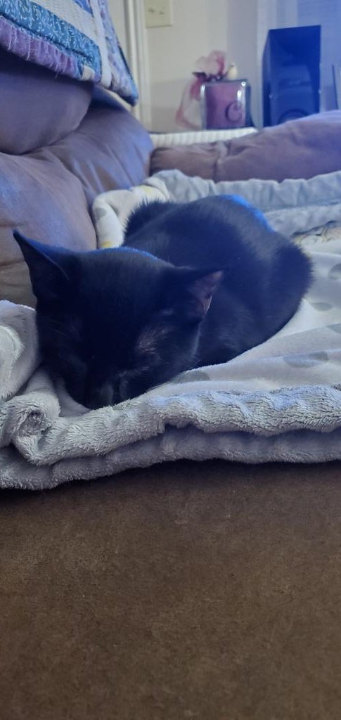 My poor baby... I'm starting to get a little worried, he's been back from the vet for 2-1/2 hours now, but he's still very groggy and wobbly. I've never had to get a pet fixed before, because ice always adopted. I hope I'm just being a overly nervous momma and everything okay.