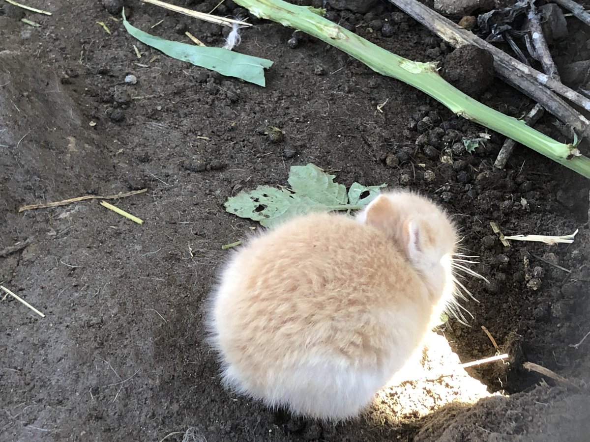 かわいすぎるウサギのアカチャンが生まれたので名付けて見守っていたら ある日衝撃の事実が判明 コムギチャン 増えてる Togetter