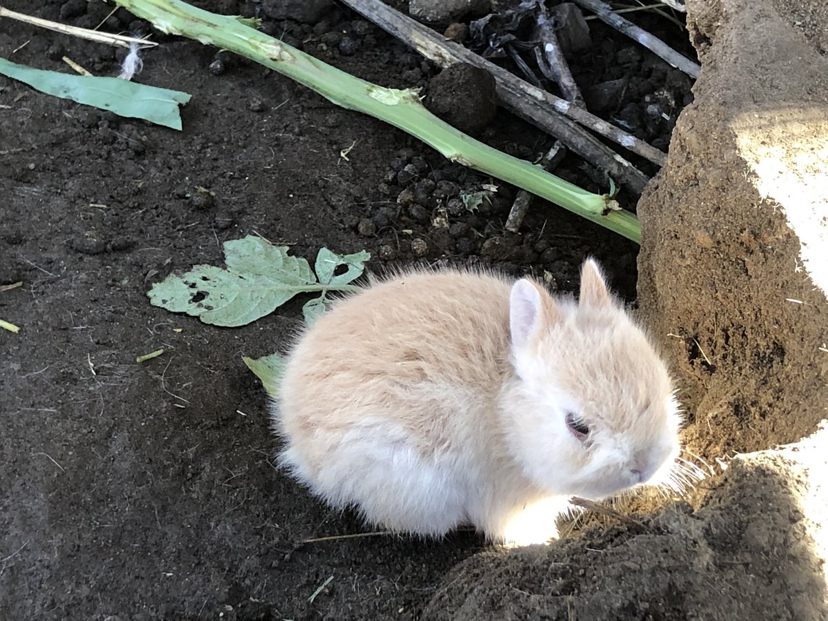 かわいすぎるウサギのアカチャンが生まれたので名付けて見守っていたら ある日衝撃の事実が判明 コムギチャン 増えてる Togetter