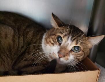 RT @NYCDEATHROWCATS: *SHELTER PLEA* Adorable Ginger NUNU & Tabby TYGA Need a Helping Hand.
https://t.co/MR3XQUxwgo https://t.co/GaOXRV4MQe