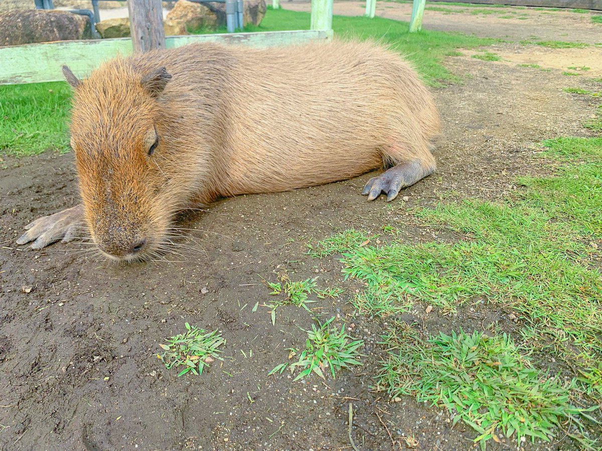こんばんは 夕方は カピバラのメルティーさんをお届け 今日も一日頑張ったので もうすでにお休み中ですね 突然ですが カピさんの和名 知っていますか オニテンジクネズミっていうらしいです なんだかとっても強そうですよね Pic Twitter Com Qza3c06h4y