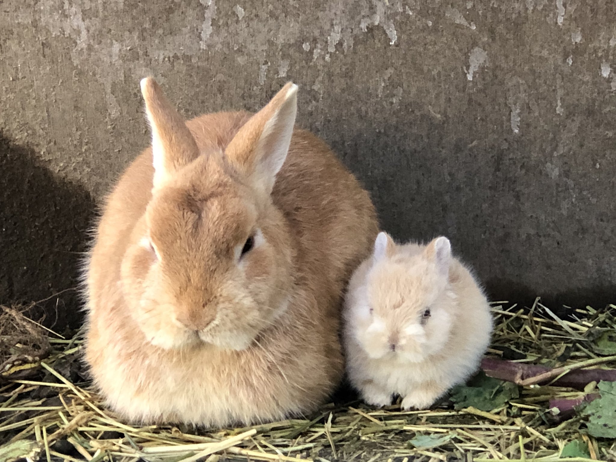 すどうくん 超多忙 実家のカフェ 今日は土日でオープンしてるから見に来て 静かに アカチャンなので 千葉の館山にあるカウボーイってとこ ソフトクリームがおいしい T Co 67txash0q6 Twitter