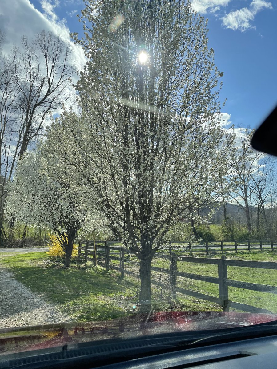 gjhunt41553's tweet photo. Spring coming up driveway https://t.co/jOXBhIoYVj