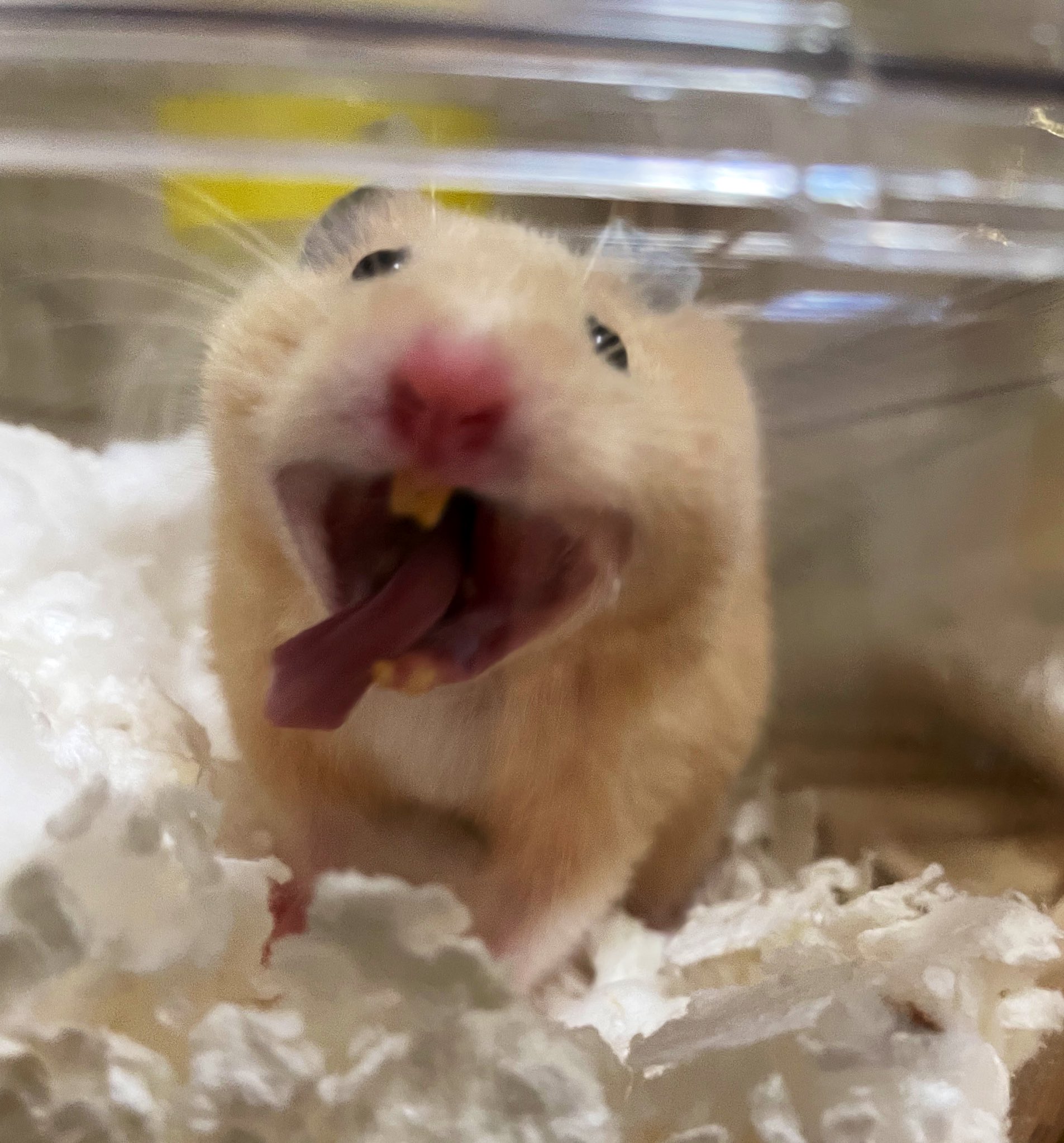 ふくまる 写真を撮る時は かわいいを優先しすぎない ことに決めてる 撮影がストレスになるのは本望じゃないから できるだけ自然に ハムちゃんの心のままに そう かわいいを優先しすぎないように うん これはこれでよし ハムスター ハムスター