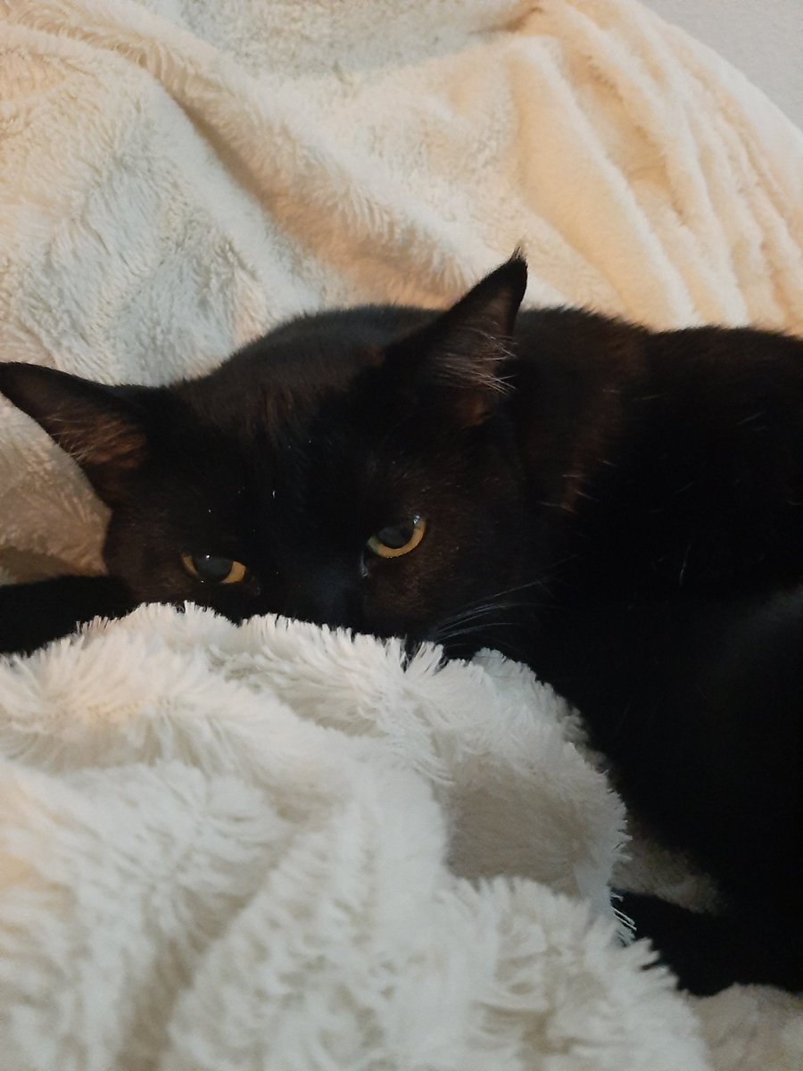 ShelleZBelle's tweet image. Broke out the fuzzy blankets for tonight. I don&apos;t think I&apos;m getting this one back until...March?! if I&apos;m lucky...lol. He&apos;s been there a while now. #fuzzyblanket #SleepyKitty #OllieCat #cutiekitty