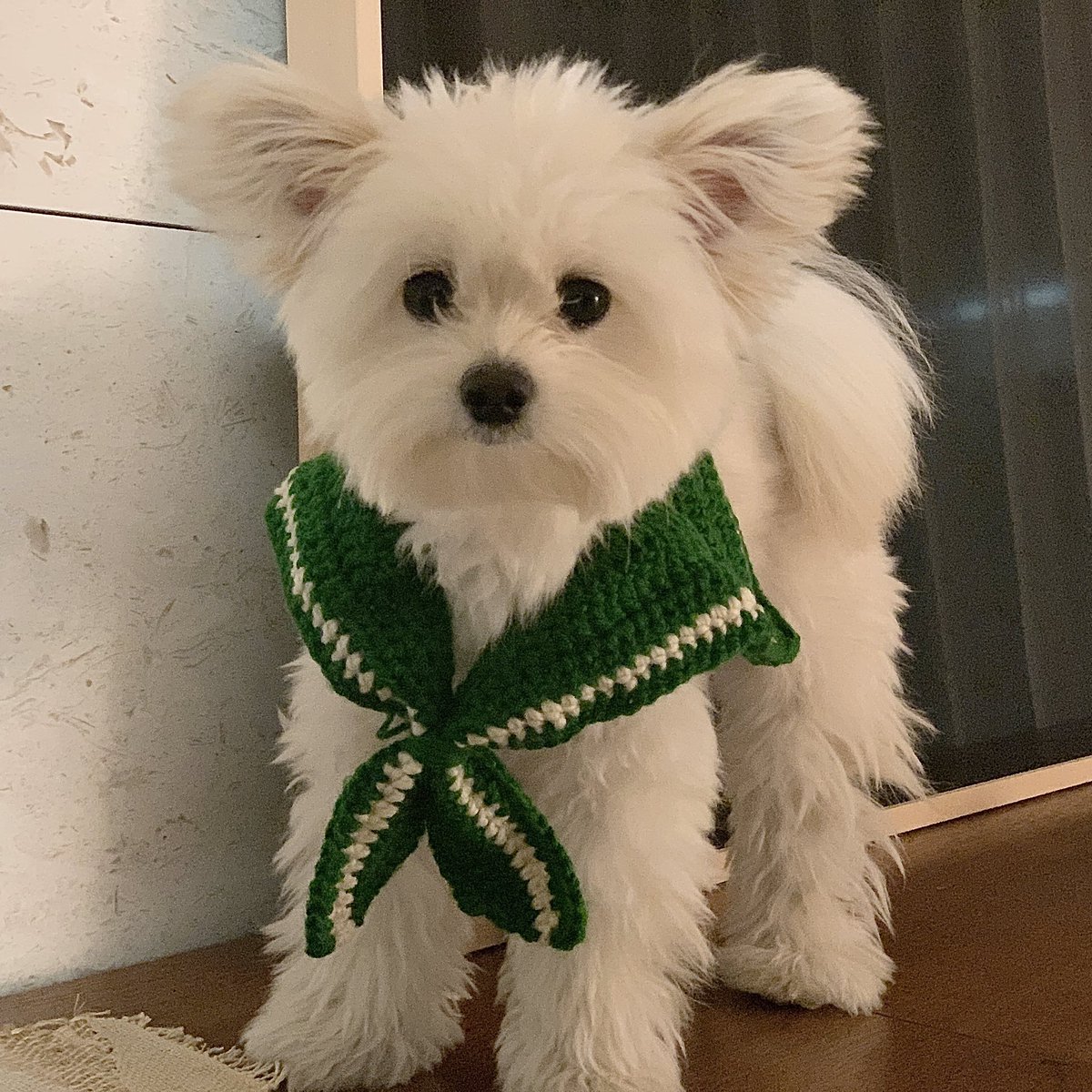 doggybom's tweet photo. 행운의 토끼풀🐰🍀 https://t.co/YLeMqQxWlT