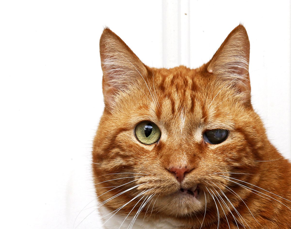 TabbyCatFrank's tweet photo. Look at me now, I was left for dead, a kindly Vet saved me, waived the adoption fee and threw in free Vet visits to help find me a good home!!!!!
#Adopt #Rescue #RescueCat #Cats #CatsofTwitter #ChooseAdoption https://t.co/R2dhvXQ9gr