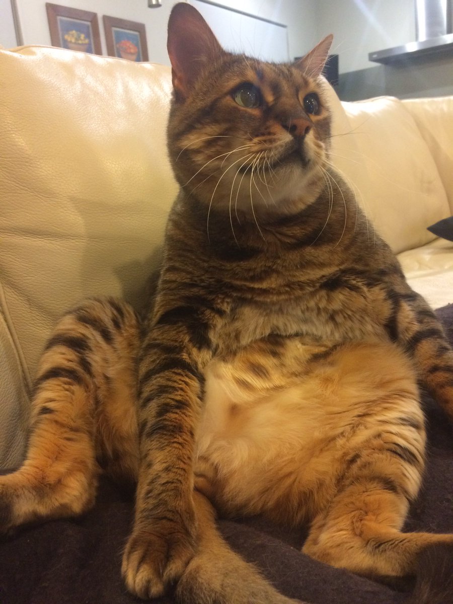 mowglithebengal's tweet photo. @Thor_tabby I used to weigh 10kg and was put a diet. I suggested a fast diet where you eat really fast so you get seconds but my hoomans didn't go for it. I now weigh 7kg!! https://t.co/nx8Vl0w8TN