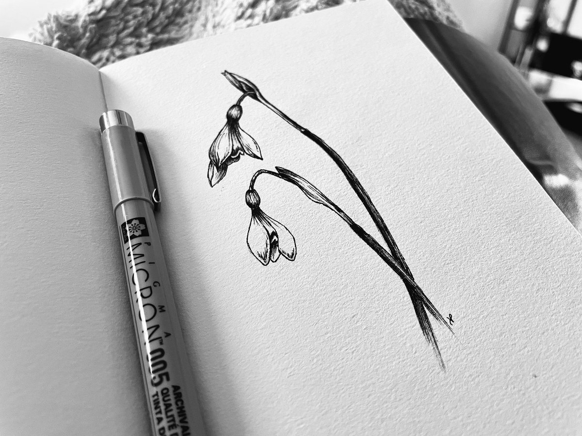 Rory_Clancy's tweet photo. Inktober 2021
Flower Prompt: Snowdrop 
•
These were pretty easy to create this morning. They have such simple lines, which is nice sometimes … gives a break from the intricacies of a lot flowers. https://t.co/iWtIdWP6b4