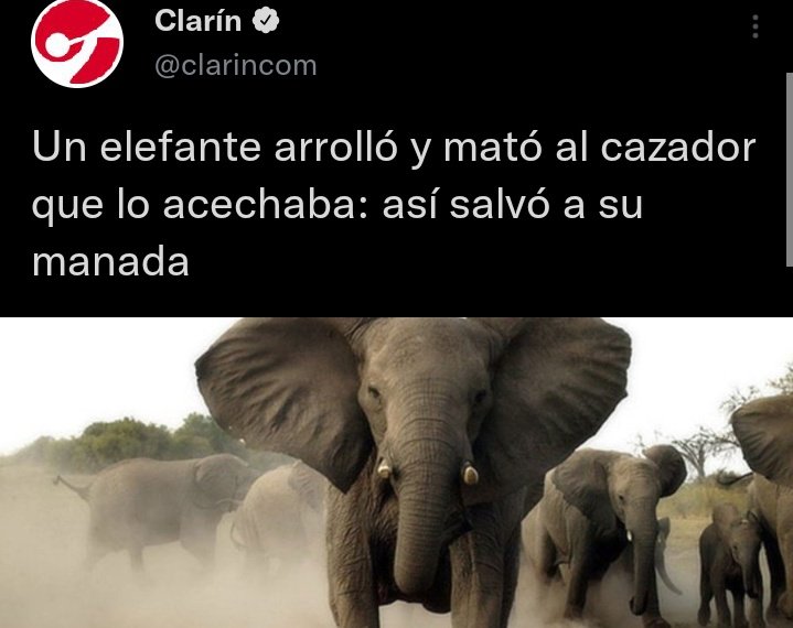 fabipa90's tweet photo. Buenas noches sólo a este elefante. https://t.co/SexPafxaM9