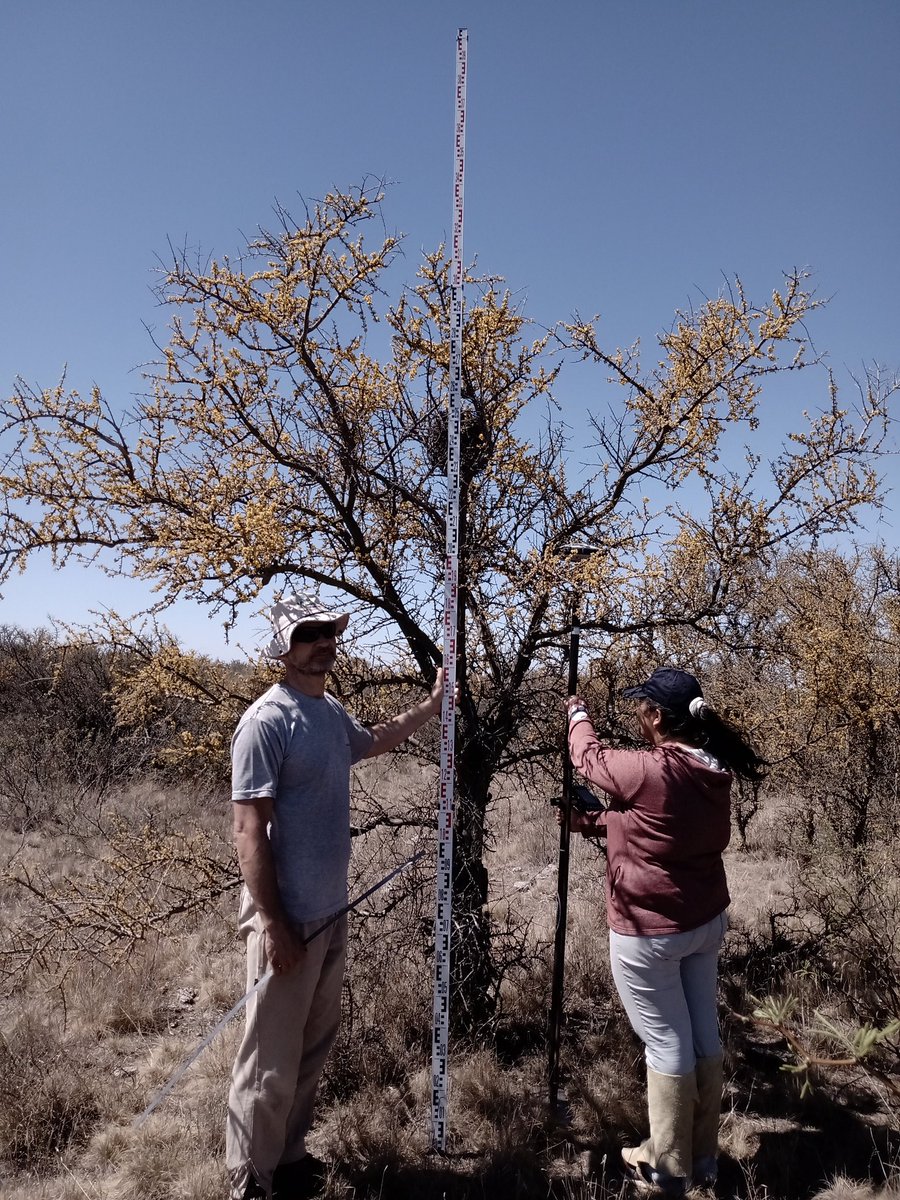 Pe_Alejandro07's tweet photo. monitoreó del monte nativo en la chacra de patagones del @AgrarioPBA  utilizando GPS diferencial de CORFO con gran colaboración en este emprendimiento. Objetivo primario determinación de volúmen de biomasa. Carga de combustible fino @intaargentina https://t.co/k1wzWbctuL