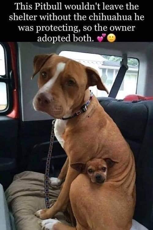 True L♥️VE