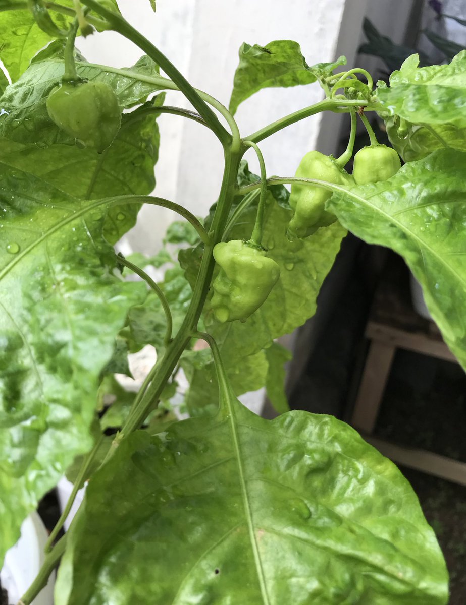 wanti_one's tweet photo. Selamat pagi,,,, alhamdulillah habanero yang dikasih benih @yuanaja sudah mulai berbuah, semoga menikmati hasil panen nanti. #AcehBerkebun #indonesiaberkebun https://t.co/3FREyiKQpM